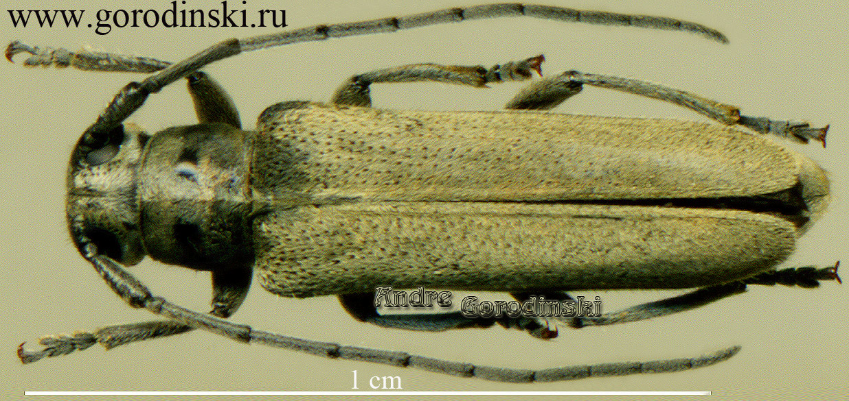 http://www.gorodinski.ru/cerambyx/Phytoecia guilleti.jpg